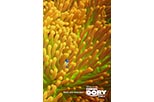 Cartel Buscando a Dory